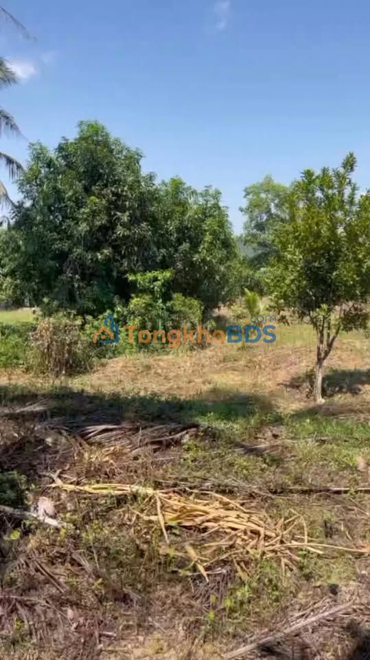 Đất Vườn Ninh Hòa 6264m² - Sổ Đỏ Chính Chủ, Giá Đầu Tư 1 Tỷ