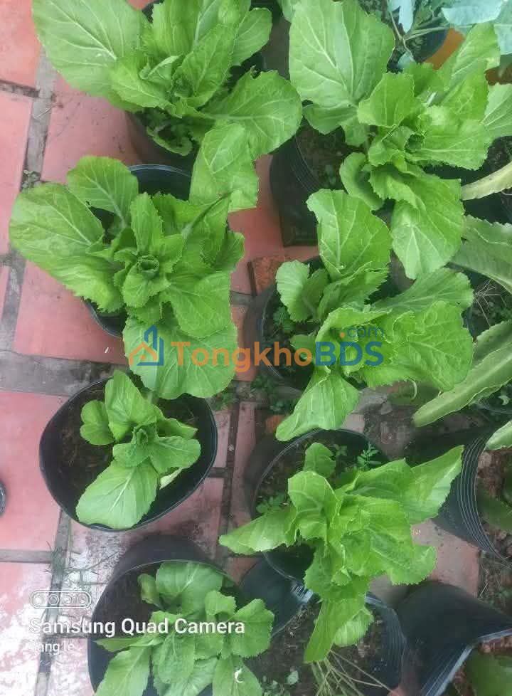 Đất nền Huỳnh Châu Thốt Nốt 110m² - Sổ hồng chính chủ