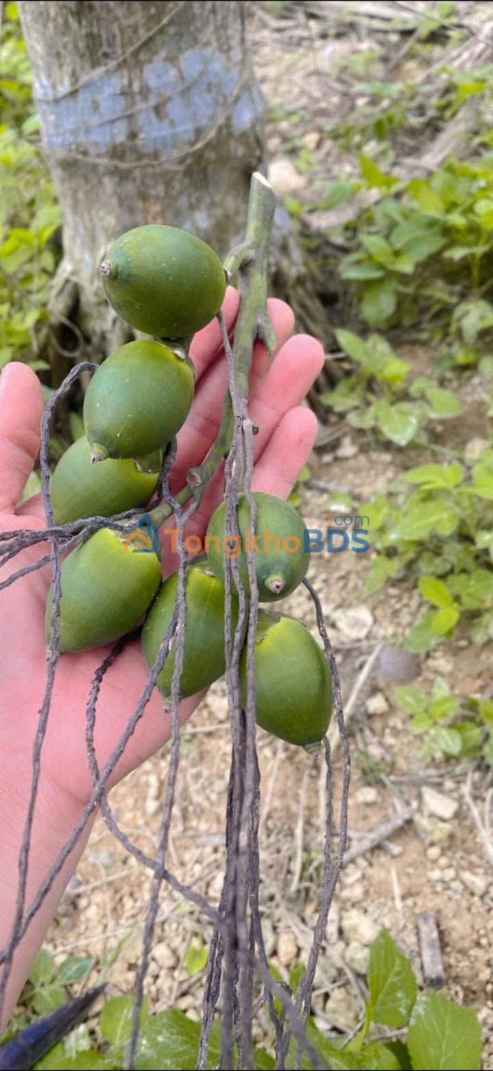 Đất QL2 Yên Sơn 162m² hơn 1 tỷ - Sổ đỏ chính chủ