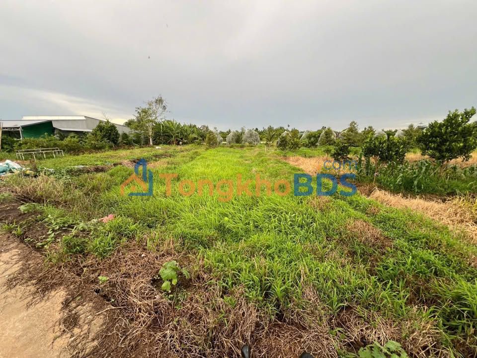 Đất nền Phú Hữu Hậu Giang 642m² 590 triệu - Sổ hồng chính chủ, xây tự do