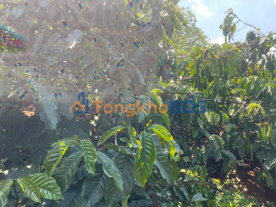 Đất nền Buôn Đét Ea Siên 360m² 300 triệu - Tiềm năng tăng giá