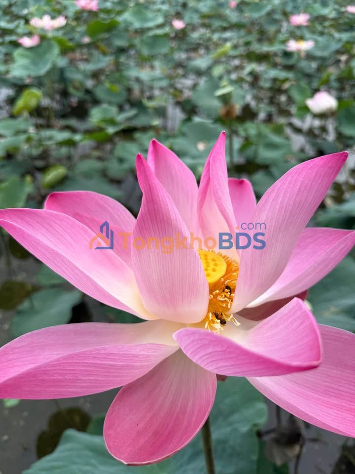 Đất nền Thới An Đông 162m² 680 triệu - Pháp lý rõ ràng