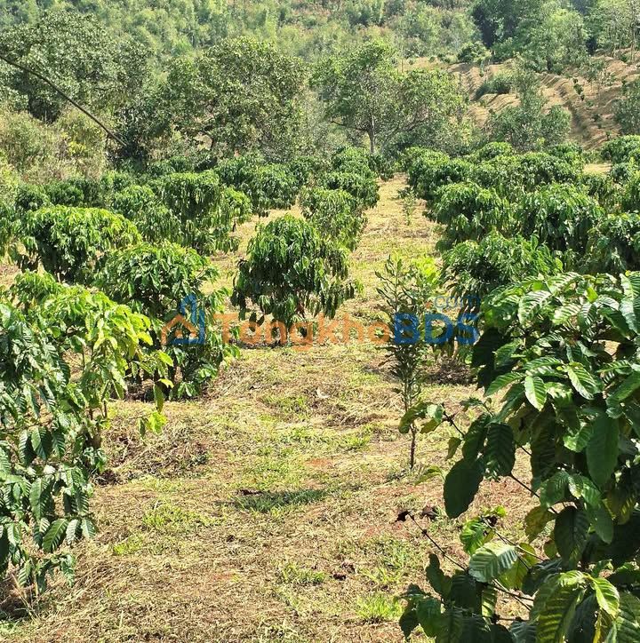 Đất farm Đắk Nia Gia Nghĩa 1.6ha 2.25 tỷ - Sổ đỏ