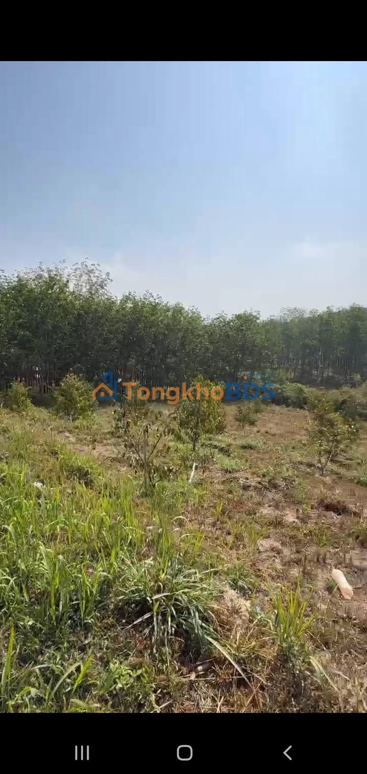 Đất vườn Kon Tum Đắk Cấm 1800m² 800 triệu - Giá đầu tư tốt