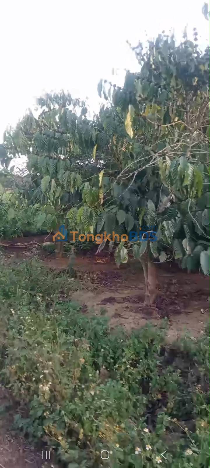 Đất vườn Tân Hội 576m² giá 1.4 tỷ - Sổ đỏ chính chủ