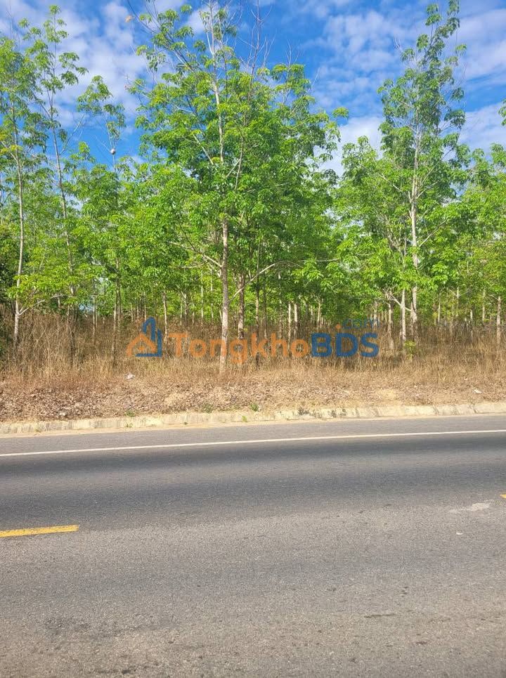 Đất nền đường tránh Kon Tum 5.000m² - Sổ đỏ chính chủ