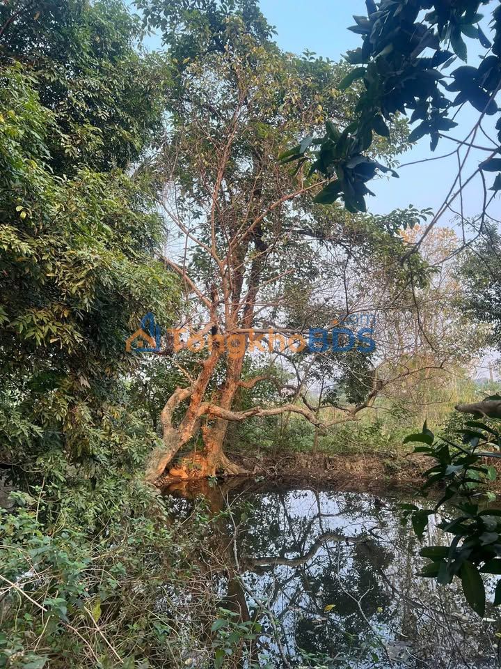 Đất nền Hoa Lư Ninh Bình 2.500m² thỏa thuận - Đường to ô tô