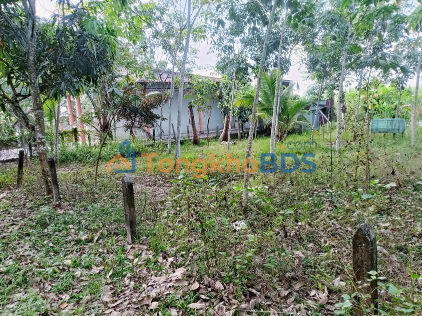 Nhà Định Thành Dầu Tiếng 6.300m² giá 1 tỷ - Giá tốt hiếm có