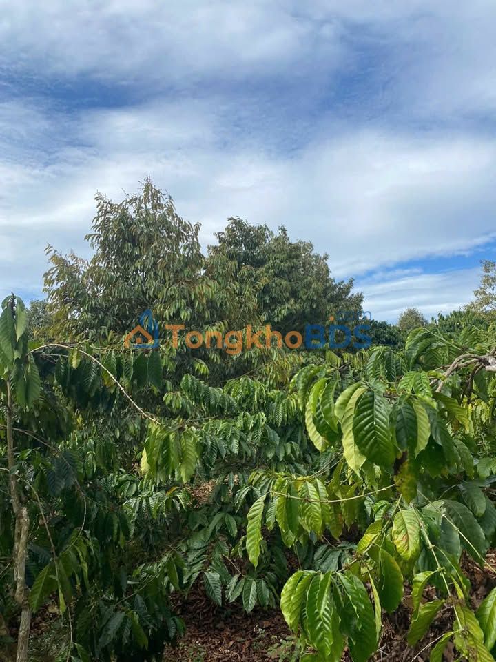 Farm Tân Thanh Lâm Hà 19.694m² giá 14 tỷ - Đầu tư dài hạn