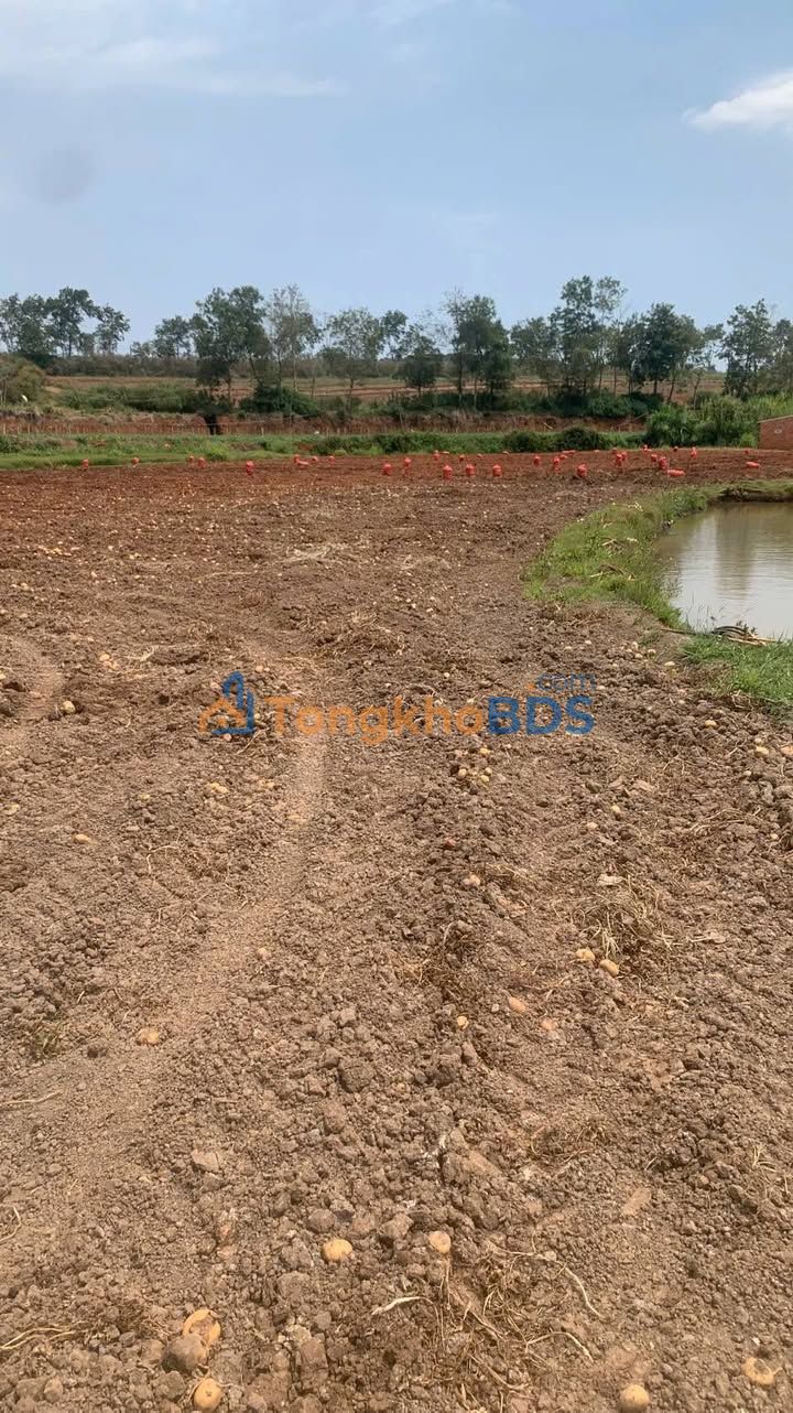 Đất vườn Tu Tra Đơn Dương 1,2ha 15 tỷ - Sổ đỏ chính chủ