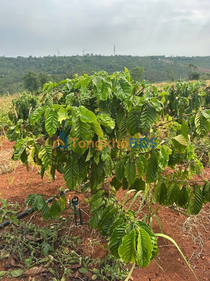 Đất rẫy Dliê Yang 2268m² 1.45 tỷ - Hạ tầng hoàn thiện