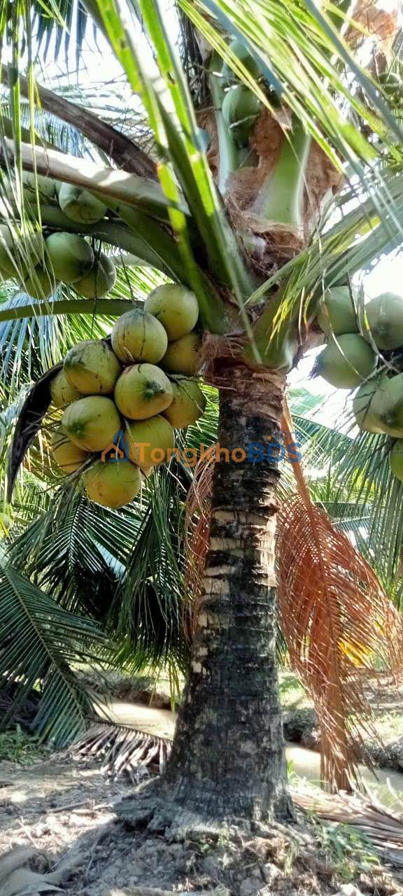 Đất nền Tân Thạch 115m² 400 triệu - Xây dựng tự do