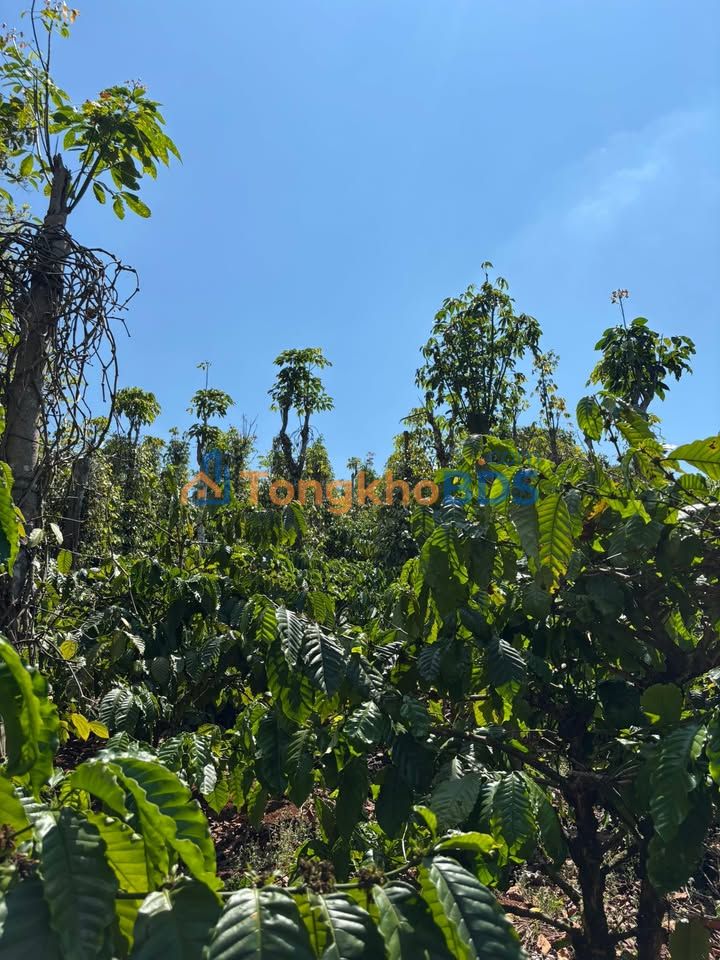 Farm Dlie Yang Ea H'leo 3.528m2 2.35 tỷ - Đường to ô tô