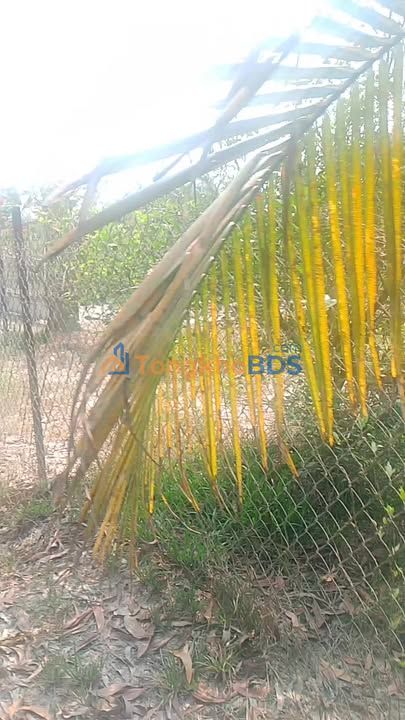 Đất vườn Thanh Sơn 9.000m² giá 1,26 tỷ - Sinh thái xanh