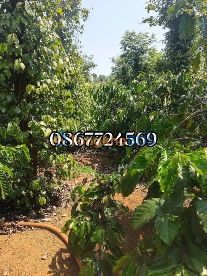 Trang trại Nghĩa Đức Gia Nghĩa 1.6ha 1,9 tỷ - Sổ đỏ