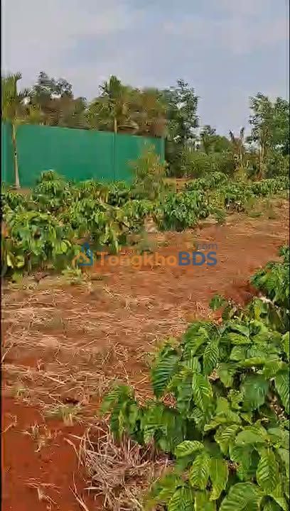 Đất Ea Kiết Cư M'gar 3492m² 3.456 tỷ - Sổ hồng rõ ràng