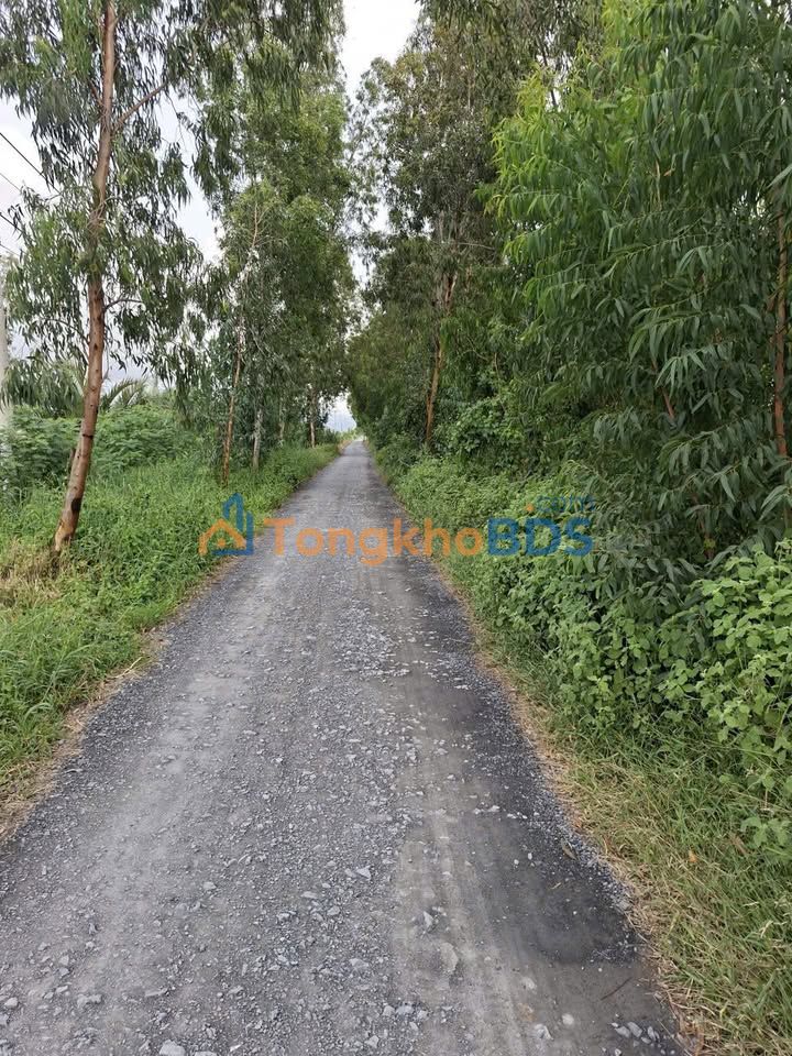 Đất Tân Đông Gò Công Đông 1.000m² 330 triệu - Sổ đỏ chính chủ