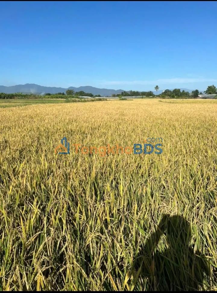 Đất ruộng Phường Cựu Ninh Hải 612m² - Đầu tư dài hạn