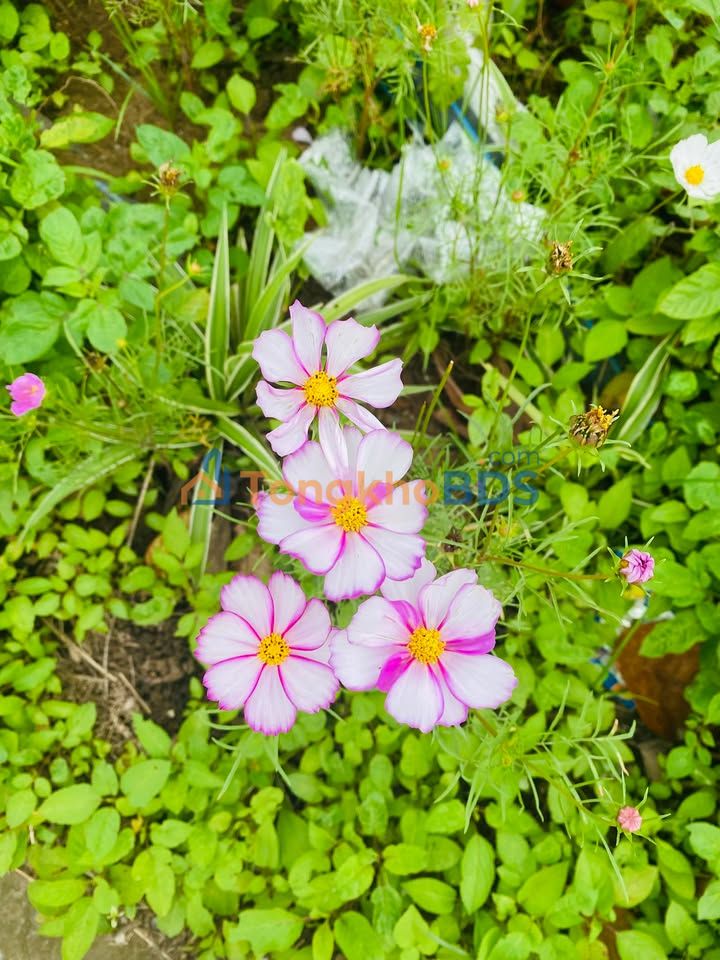 Đất nền Thôn Nhật Tảo Tiến Đức 150m² 1.3 tỷ - Sổ đỏ chính chủ