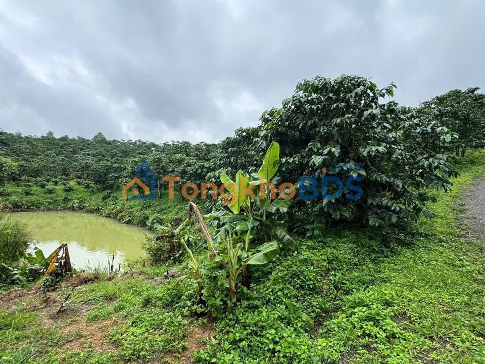 Farm Lộc Châu Bảo Lộc 720m² 700 triệu - Đường to ô tô