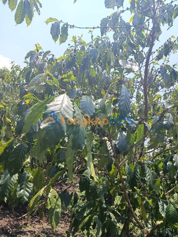 Đất nền Lộc Phú Bảo Lâm 1800m² 1.45 tỷ - Sổ đỏ chính chủ