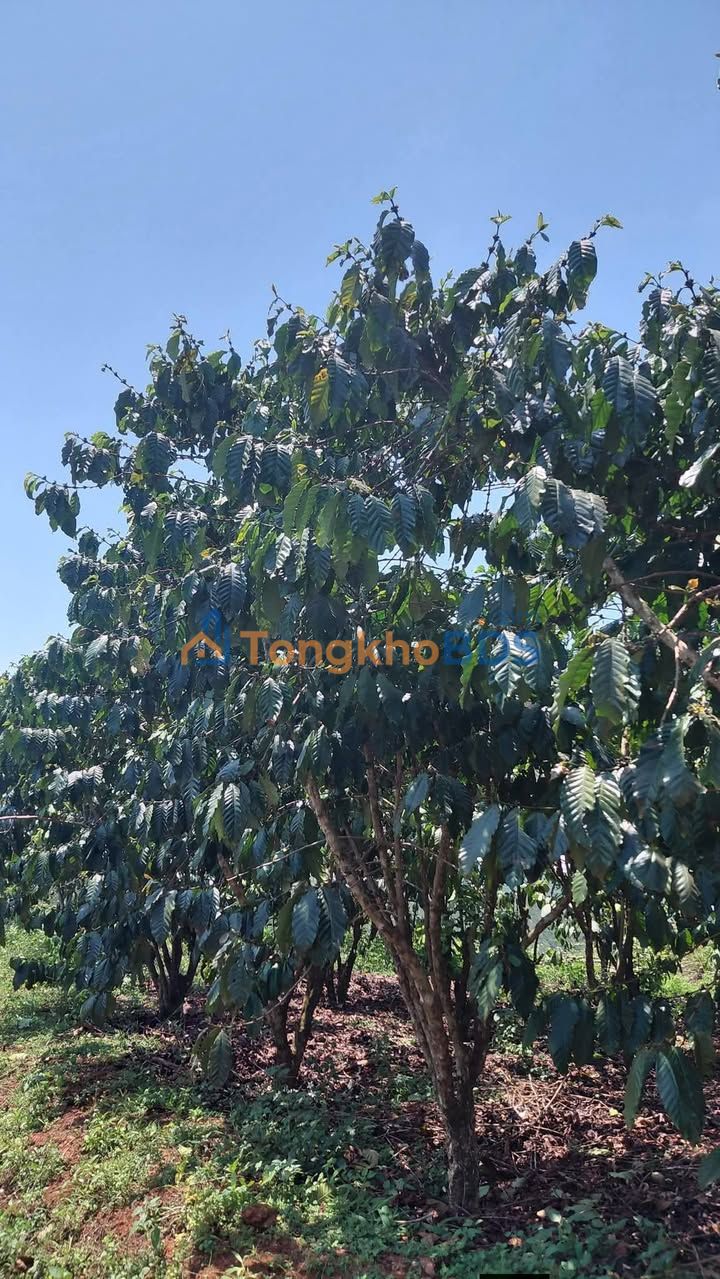 Đất nền Bảo Lâm 11.080m² 14.466 tỷ - Sổ đỏ chính chủ