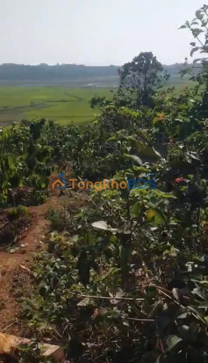 Đất vườn Ia Băng 700-799 triệu - Sinh thái xanh