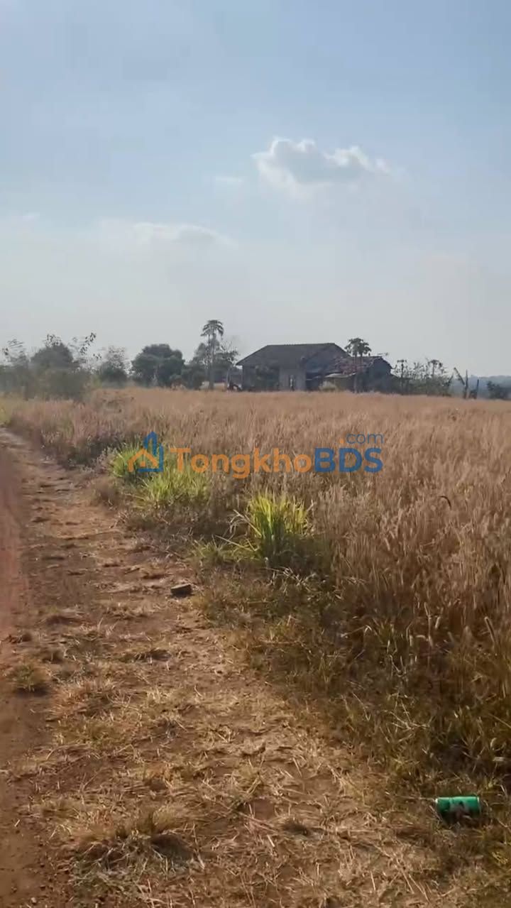 Đất nền Ea KPam Cư M'gar 1,5ha 2,2 tỷ - Hạ tầng hoàn thiện