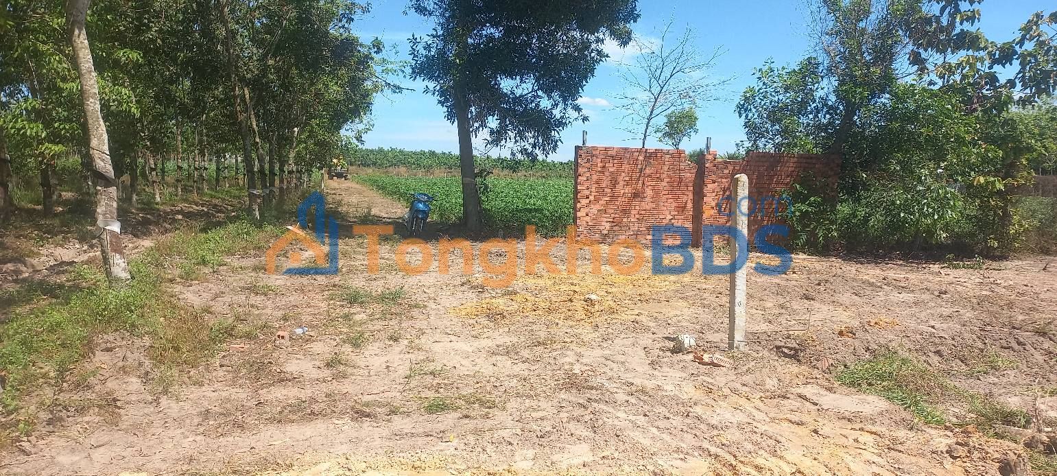 Đất nền Tân Lập, Tây Ninh 484m² 270 triệu - Sổ đỏ chính chủ