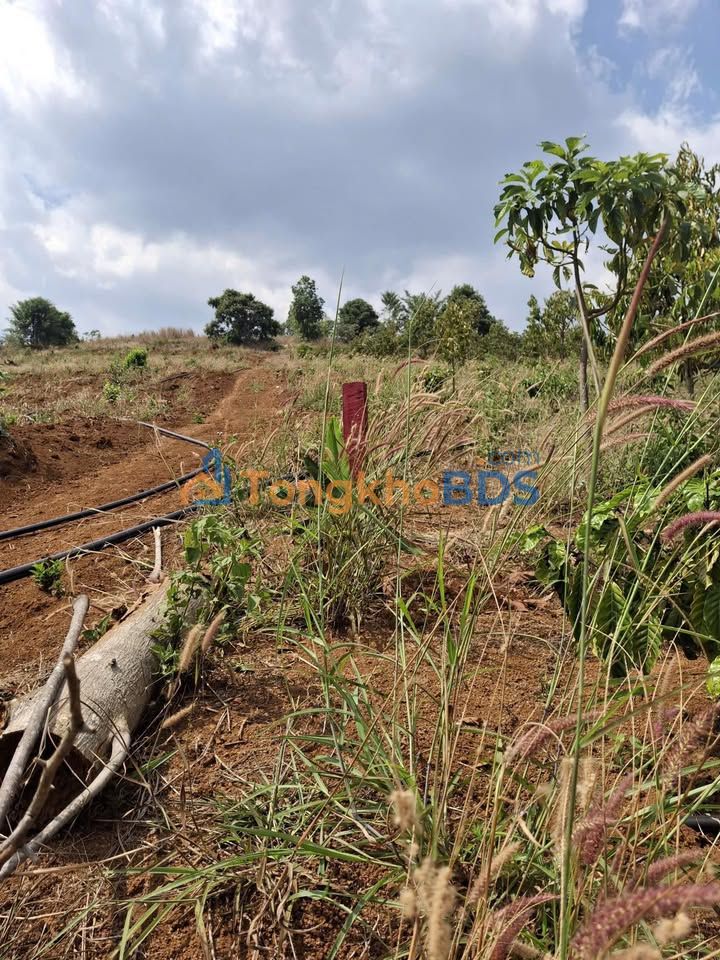 Đất nền Đăk R'Moan Gia Nghĩa 1440m² 550 triệu - Sổ đỏ chính chủ