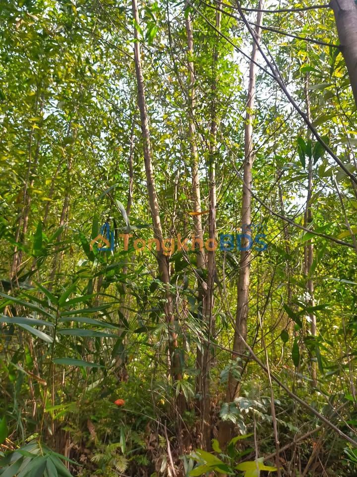 Đất vườn Hoài Phú Hoài Nhơn 5,3ha giá 1 tỷ - Sổ hồng rõ ràng