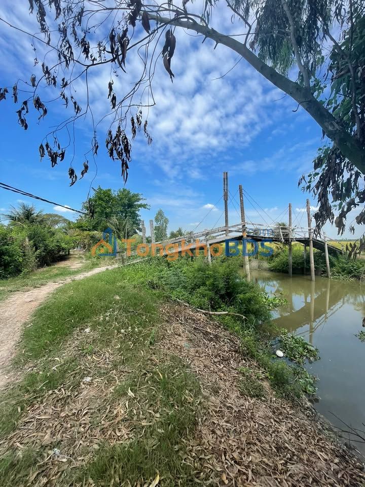 Đất ruộng Tân Thạnh 3300m² 550 triệu - Đường to ô tô