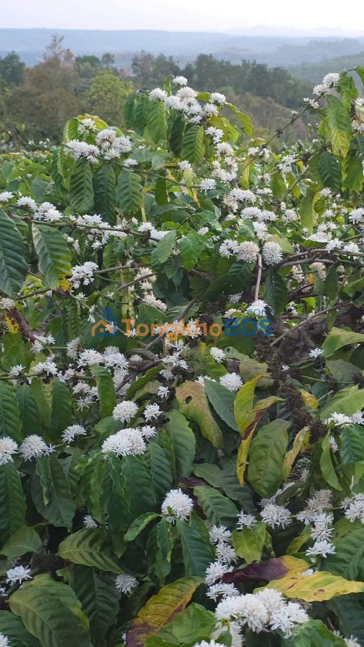 Đất vườn Krông Bukl 11.000m² 2,59 tỷ - Sinh thái xanh