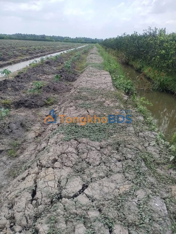 Đất nền Hiếu Thành Vũng Liêm 10.000m² 1.3 tỷ - Pháp lý rõ ràng