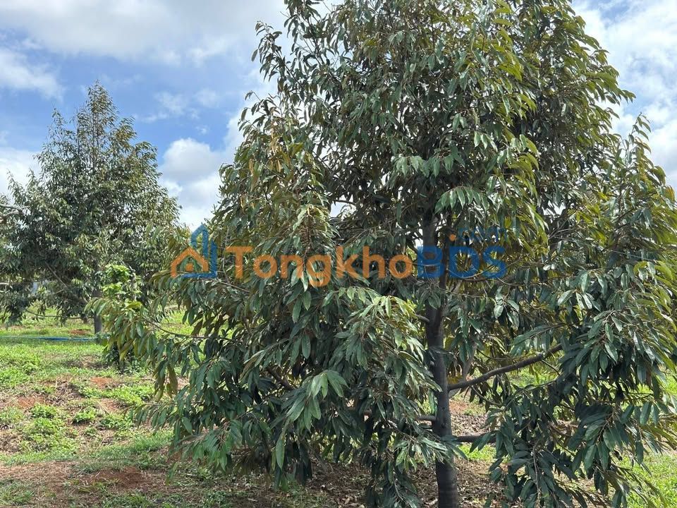 Đất vườn Tân Lập Krông Búk 1.080m² 2.4 tỷ - Sinh thái xanh