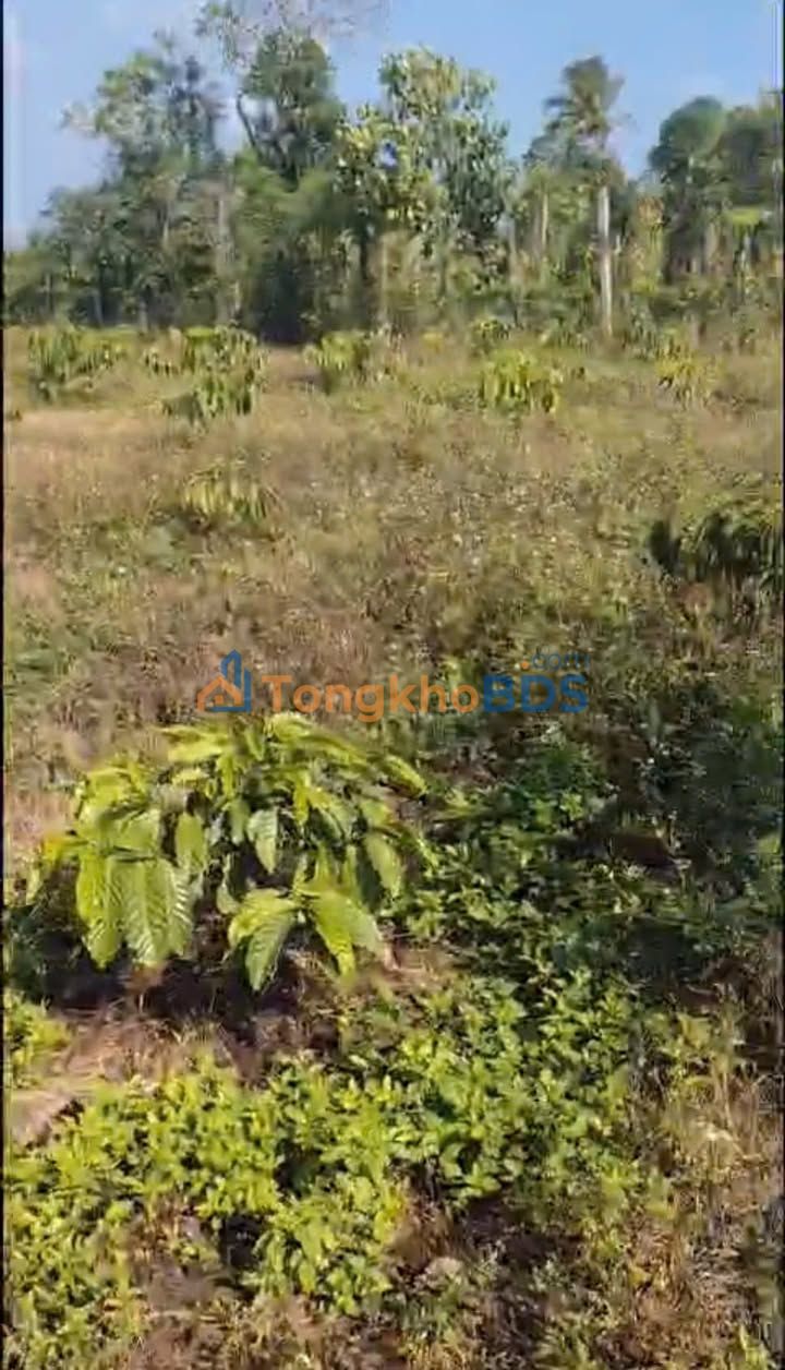 Đất Phú Xuân 1.908m² 1,3 tỷ - Hạ tầng hoàn thiện