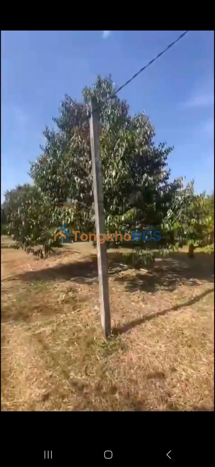 Rẫy sầu riêng Cư Suê 2592m² giá 4,68 tỷ - Đầu tư dài hạn