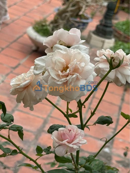 Đất nền Bình Hà Ninh Khánh 50m² 2 tỷ - Đường ô tô