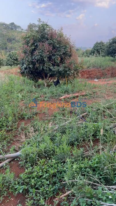 Đất rẫy Nâm N'Jang Đắk Song 4ha 5,6 tỷ - Hạ tầng hoàn chỉnh