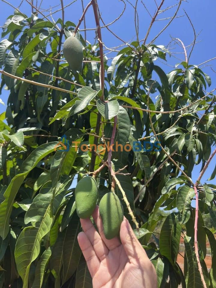 Đất vườn Dầu Tiếng DT753 1.000m² 530 triệu - Sinh thái xanh