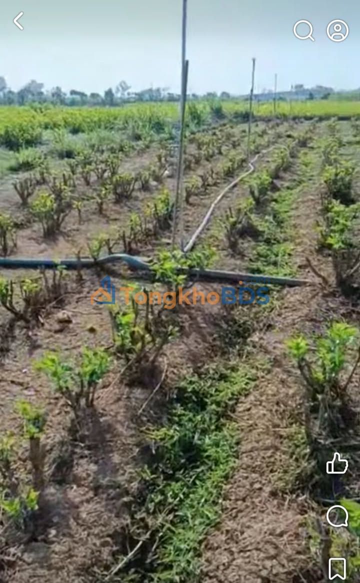 Đất vườn Hòa Lạc 612m² 17tr/năm – Sinh thái xanh