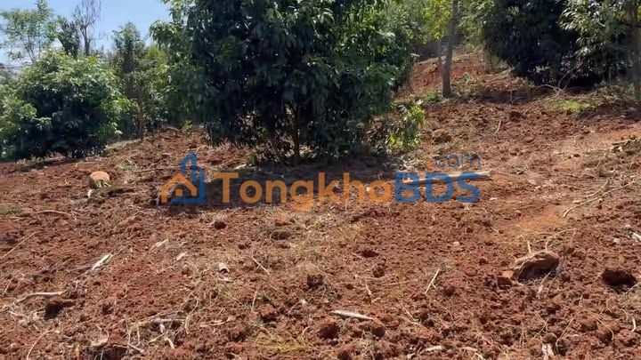 Đất vườn Tân An 6.123m² giá 7,65 tỷ - Sinh thái xanh