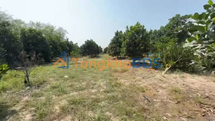 Farm Phước Sang Phú Giáo 7500m² giá 3.5 tỷ - Sổ đỏ chính chủ