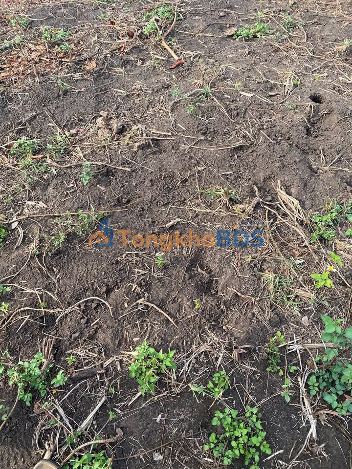 Đất nền Ia Le 7ha 1.65 tỷ - Sổ đỏ chính chủ, ô tô vào