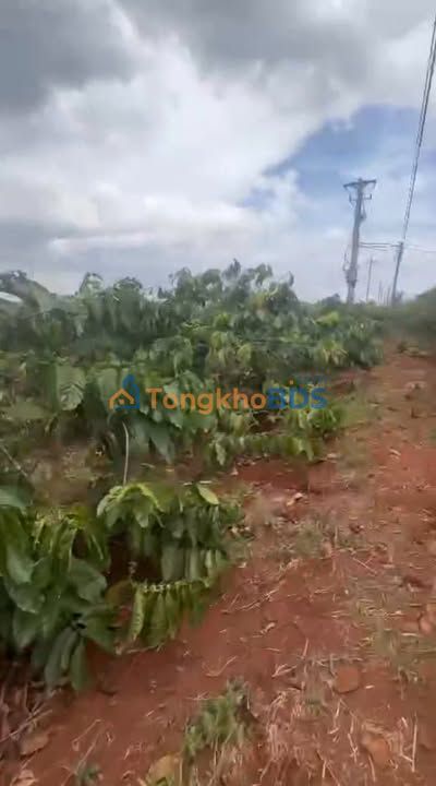 Đất vườn Xã Trang 1440m² - Đầu tư dài hạn