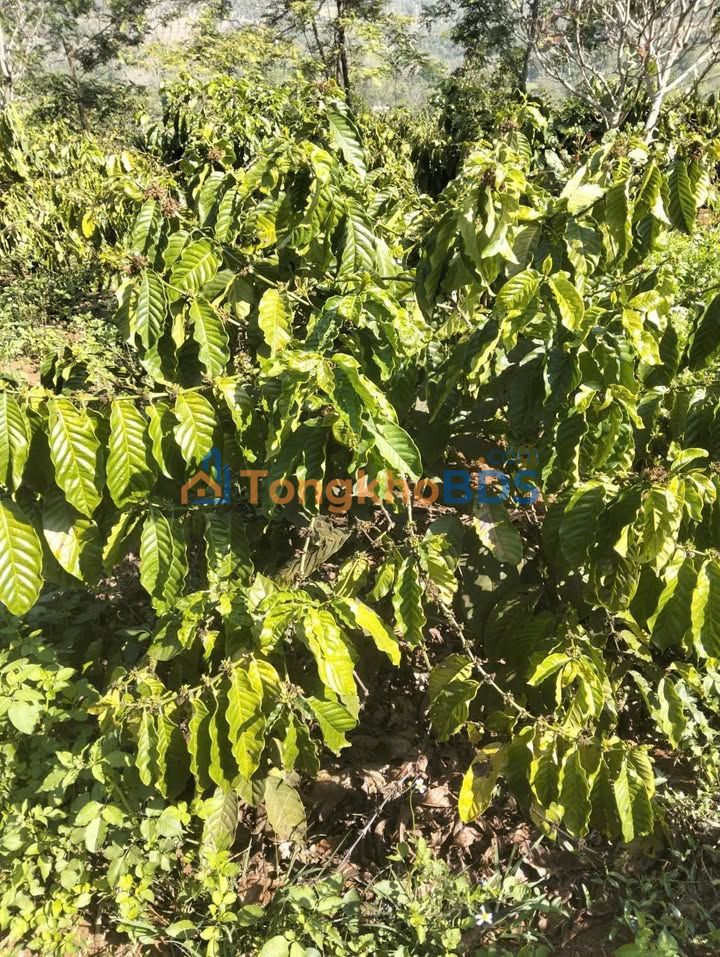 Đất nền Ia Băng Đăk Đoa 90m² giá 7x triệu - Tiềm năng tăng giá