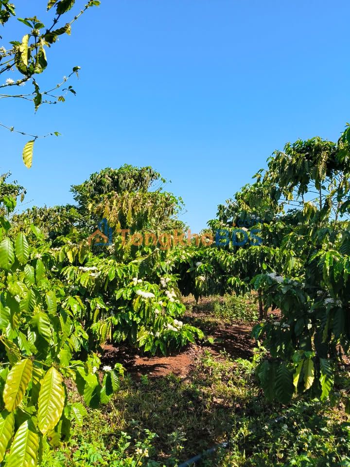 Farm thổ cư thị trấn Chư Sê 1152m² 880 triệu - Sổ đỏ chủ cũ, sẵn xây dựng