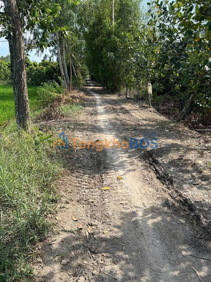 Đất ruộng Bình Hàng Trung 11.000m² 2,915 tỷ – Tiềm năng tăng giá