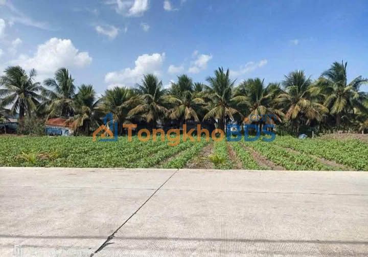 Đất nền Bình Tịnh Tân Trụ 145m² 639 triệu - Đường ô tô