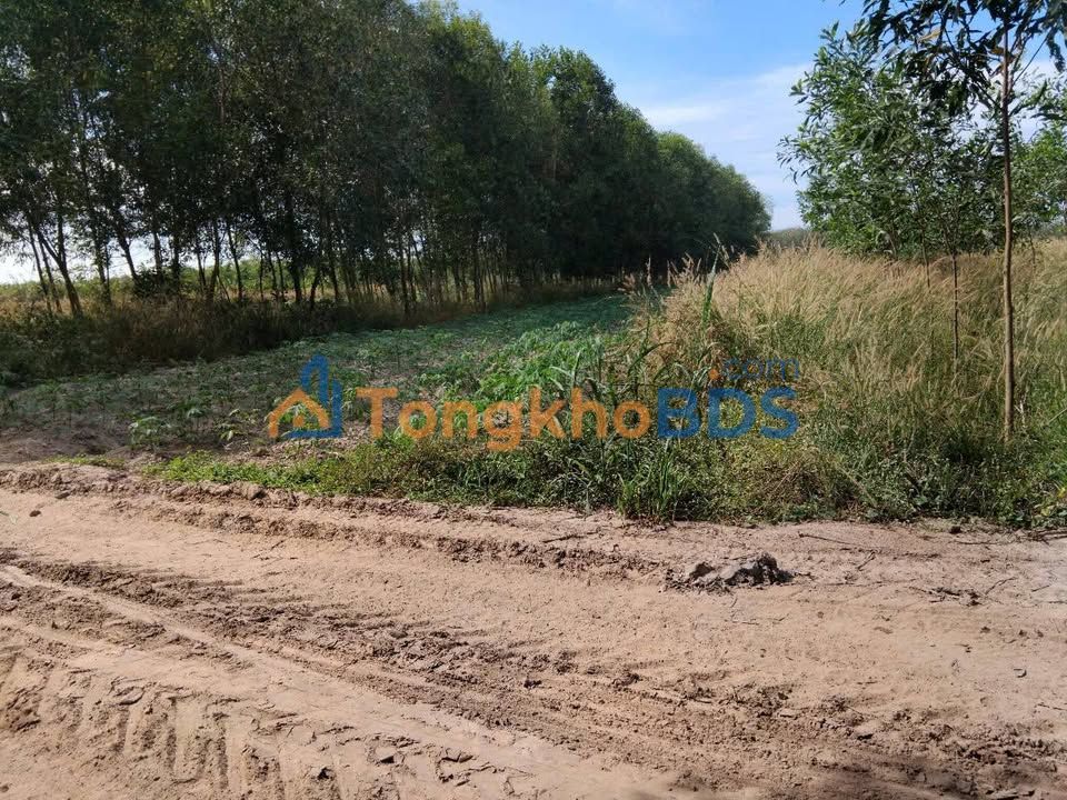 Đất vườn Bình Minh Tây Ninh 1.200m² 520 triệu - Sinh thái xanh